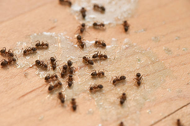 Best Ant Control Services  in Keowee Key, SC
