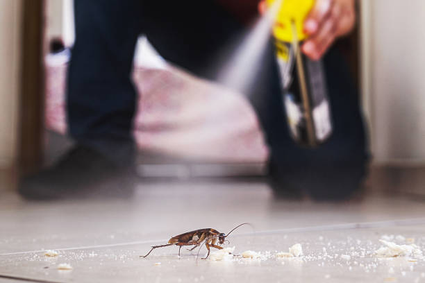 Reliable Keowee Key, SC Pest Control Solutions
